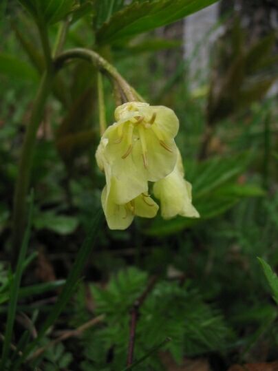 Cardamine enneaphyllos / Dentaria a nove foglie